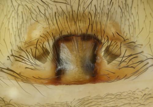 Coelotes terrestris
